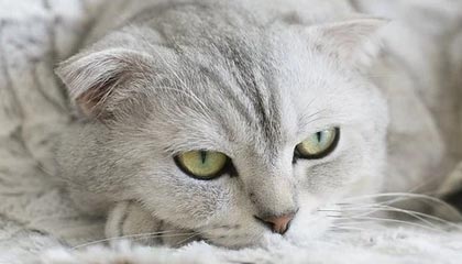 传奇手游使用隐身戒指要注意些什么